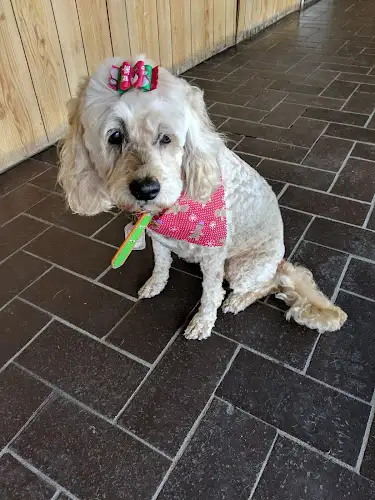 Petite Poodle Parlour - Pet Groomer in Concord West
