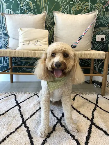PetKind Veterinary Wellness Boutique - Pet Groomer in Paddington