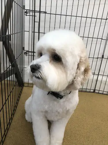 Petropolis Pet Grooming - Pet Groomer in Leichhardt