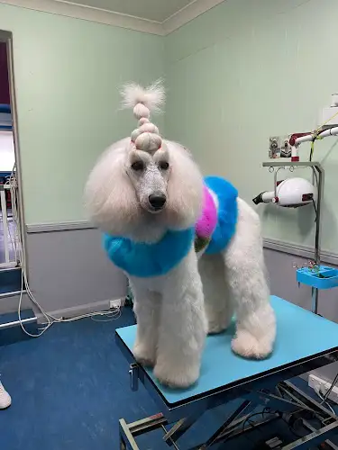 Pets On The Point - Pet Groomer in Glebe