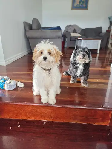 Pets With Style Grooming Salon - Pet Groomer in Kedron
