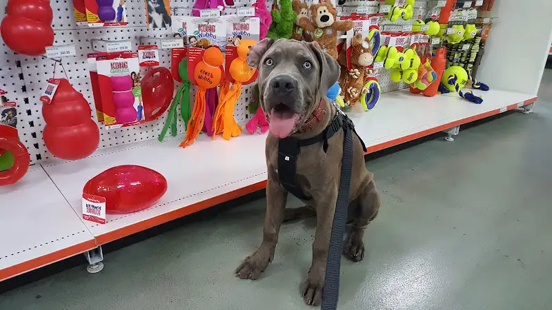 PETstock Cairns - Pet Groomer in Bungalow