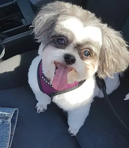 PETstock Oxley - Pet Groomer in Oxley