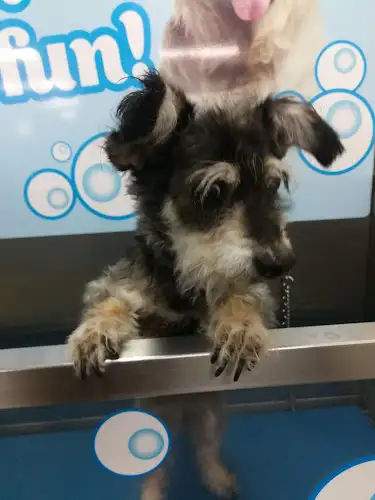 PETstock Zetland - Pet Groomer in Zetland