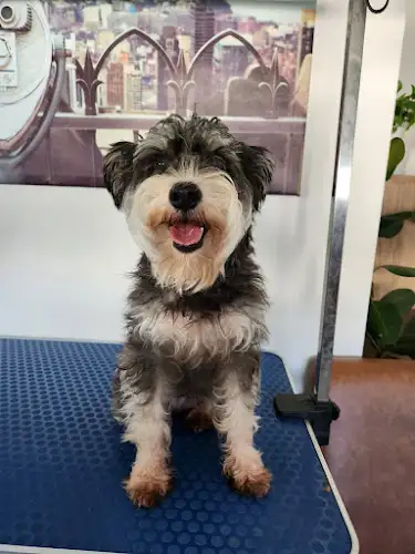 Phil's Dog Salon - Pet Groomer in Rydalmere