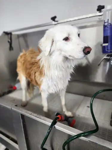 Picture Perfect Pets - Pet Groomer in Lowood