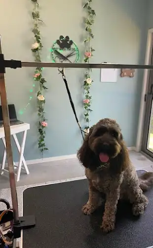 Pint Sized Pooches - Pet Groomer in Lota