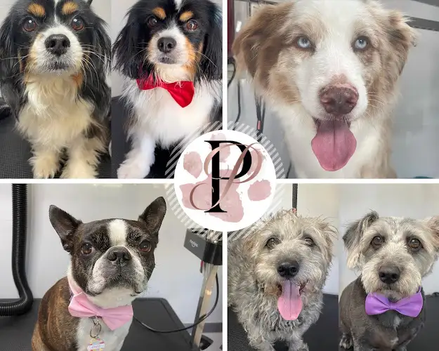 Plush Pawfection Dog Wash & Grooming - Pet Groomer in Bribie Island North