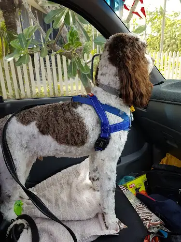 Plush Pet Stylist - Pet Groomer in Rapid Creek
