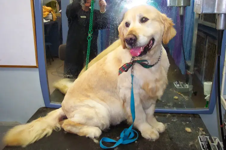 Pooch Grooming Salon - Pet Groomer in Batemans Bay