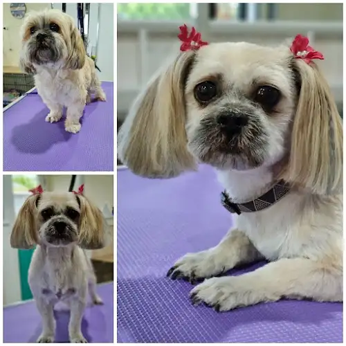 Pooch Paradise Grooming Salon - Pet Groomer in Sippy Downs