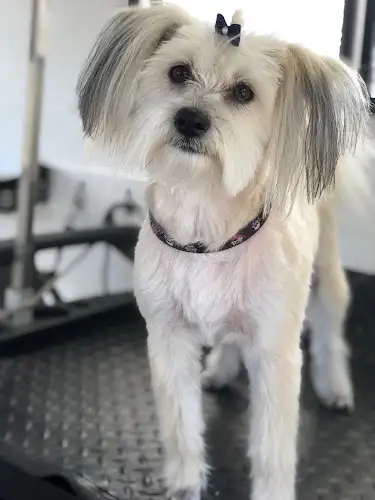 Pooch Parlour Mobile Dog Groomer Agnes Water & Surrounds - Pet Groomer in Agnes Water