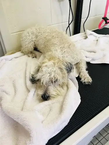 Pooch Perfect Groomer - Pet Groomer in Bayview Heights