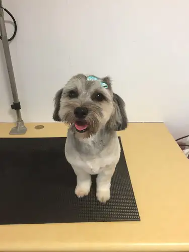 Posh Paws Dog Grooming - Pet Groomer in Rosemount