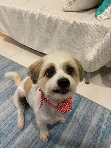 Posh Pet Salon - Pet Groomer in Wulagi