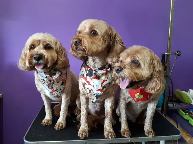 Posh Pets Grooming - Pet Groomer in Edensor Park