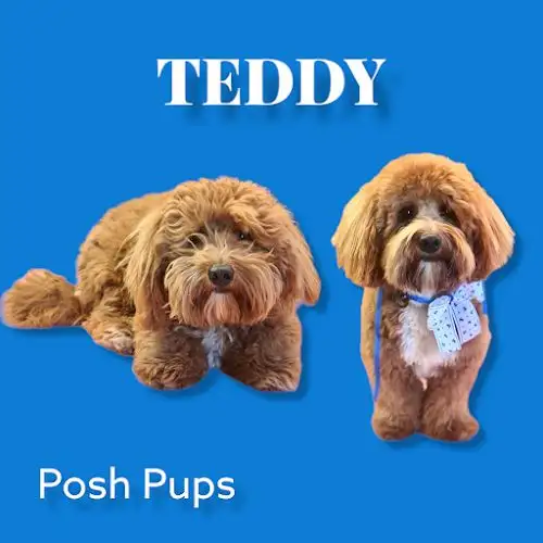 Posh Pups Grooming - Pet Groomer in Lake Illawarra