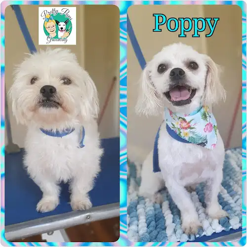 Pretty Pups Grooming - Pet Groomer in Kirwan