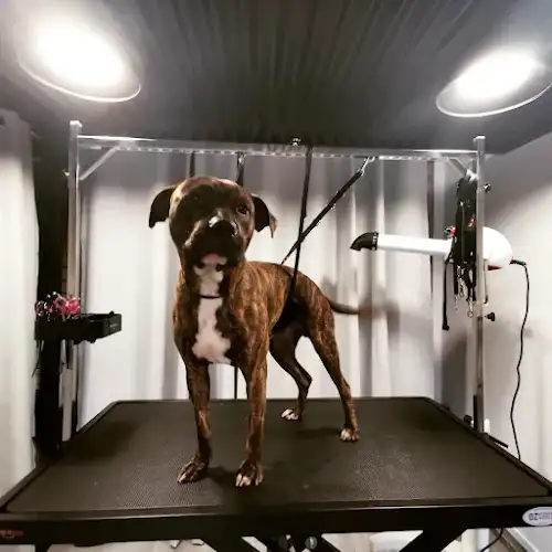 Prim & Proper Pet Grooming - Pet Groomer in Glenmore Park