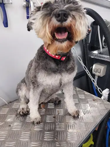 Pulse Dog Washing Redlands - Pet Groomer in Cornubia