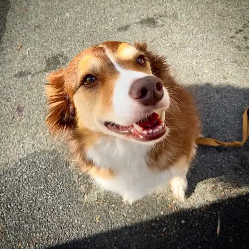 Pup-A-Razzi - Pet Groomer in Brisbane