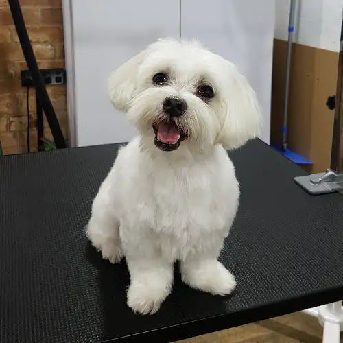 Puppoochy Dog Grooming - Pet Groomer in Cronulla