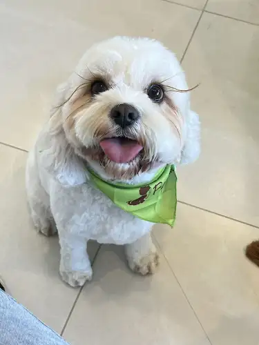 Puppuccino Pet Spa Mosman - Pet Groomer in Mosman