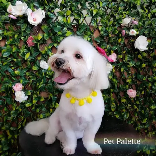 Puppuccino Pet Spa Wolli Creek - Pet Groomer in Wolli Creek