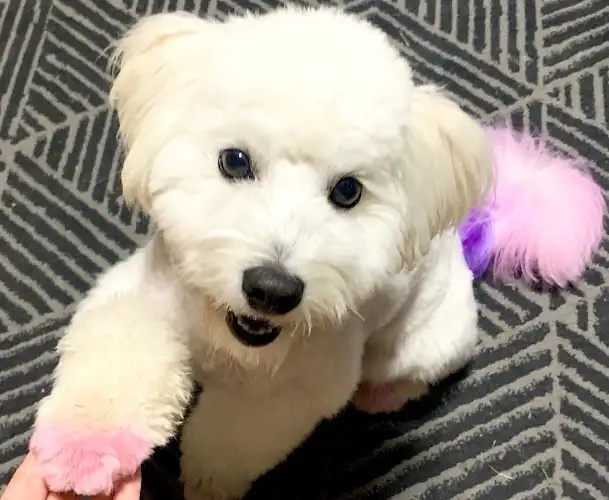 Puppy Pawlour - Pet Groomer in Chiswick