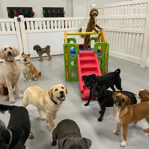 Puppy Playground Dog DayCare - Pet Groomer in Zetland