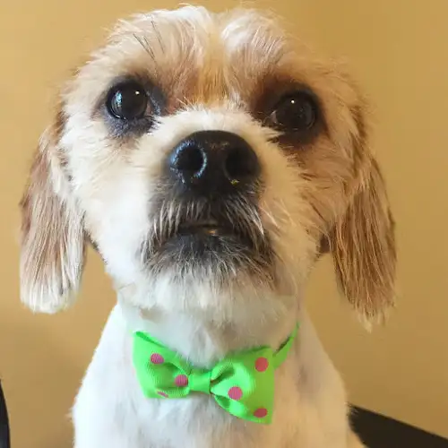 Puppy Powder Room - Pet Groomer in Harrington Park