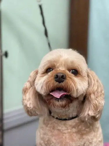 Puppy Square - Pet Groomer in Queens Park