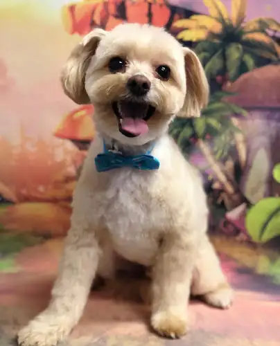 Pups N Potions - Pet Groomer in Mount Gravatt