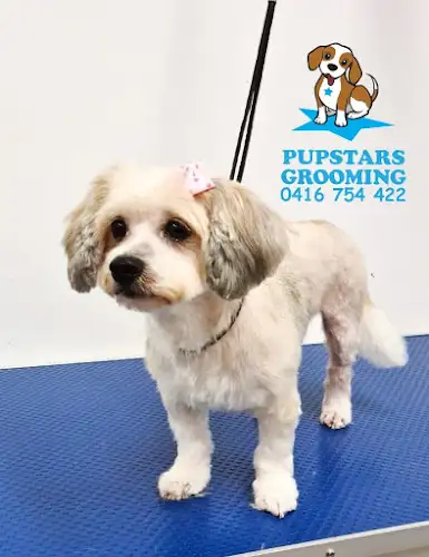 Pupstars Grooming - Pet Groomer in Allambie Heights