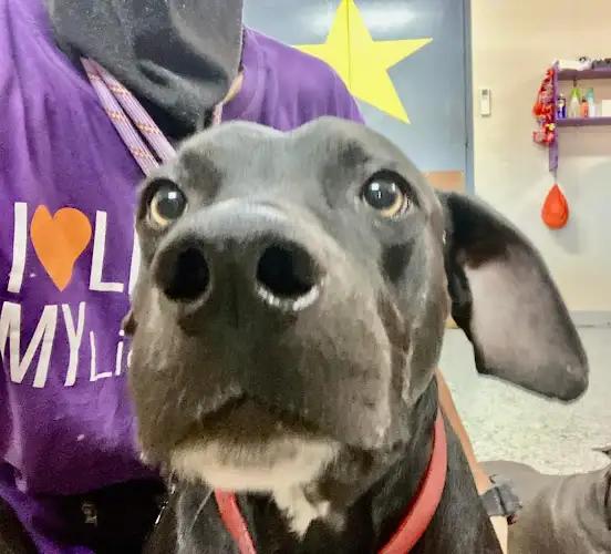 Pupstars - Pet Groomer in Portsmith