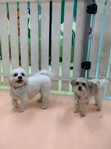 Puptopia - Pet Groomer in Bowen Hills