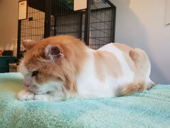 Purrfect Pet Spa - Pet Groomer in Bli Bli