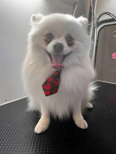 Purrfectly Pawsome Mobile Cat & Small Dog Grooming - Pet Groomer in River Heads