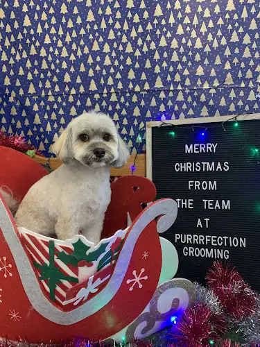Purrrfection Grooming And Dog Daycare - Pet Groomer in North Mackay