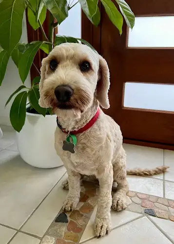Puss 'N' Pooch Day Spa - Pet Groomer in Cleveland