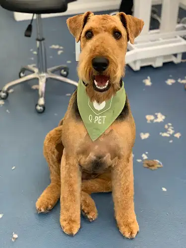 Qpet Hunters Hill - Pet Groomer in Hunters Hill