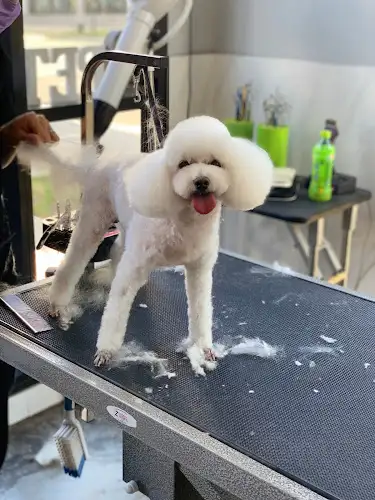 Qpet Rosebery - Pet Groomer in Rosebery