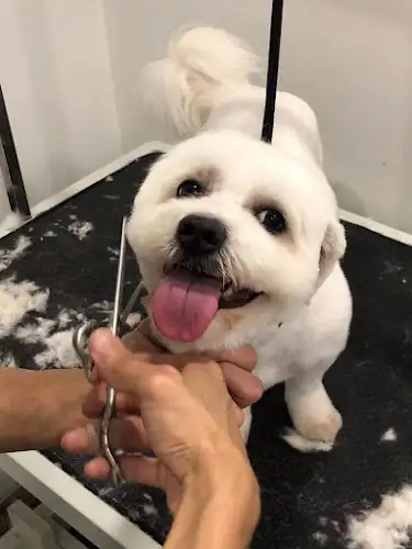QPETS - Pet Groomer in Sunnybank