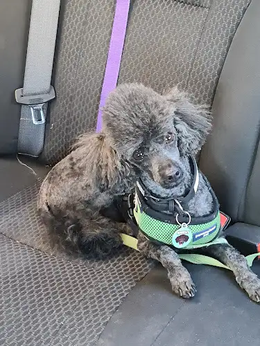Riverina Animal Grooming - Pet Groomer in Griffith