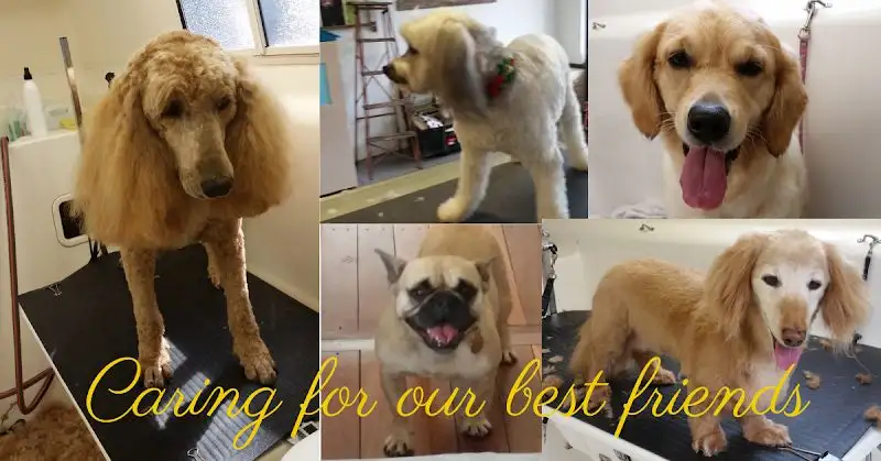 Rob's Dog Salon - Pet Groomer in Warragamba