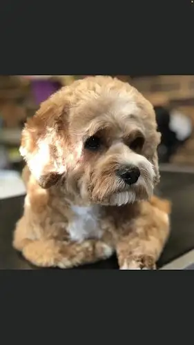 Robs Pampered Pets - Pet Groomer in Falls Creek
