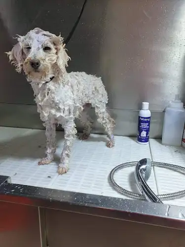 RUFF N FLUFF - Pet Groomer in Silverdale