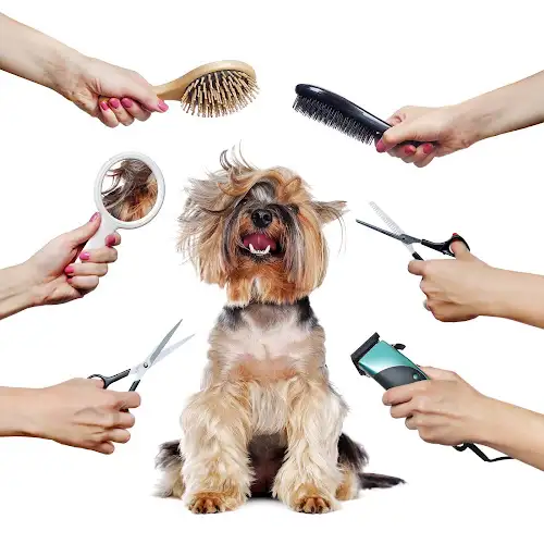 Ruff Ruff Dog Grooming & Daycare - Pet Groomer in Murarrie