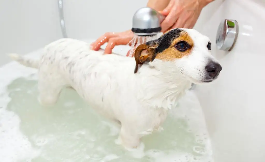 Ruff To Fluff Dog Grooming - Pet Groomer in Wamberal