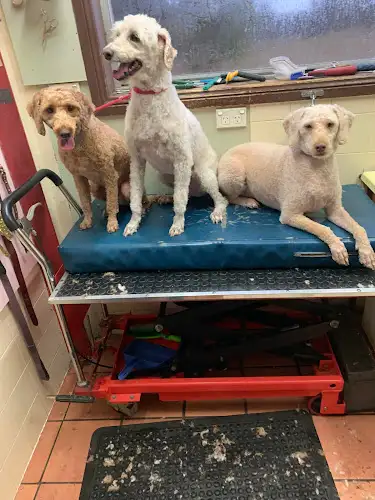 Salon Cherie-Dog - Pet Groomer in Cowra